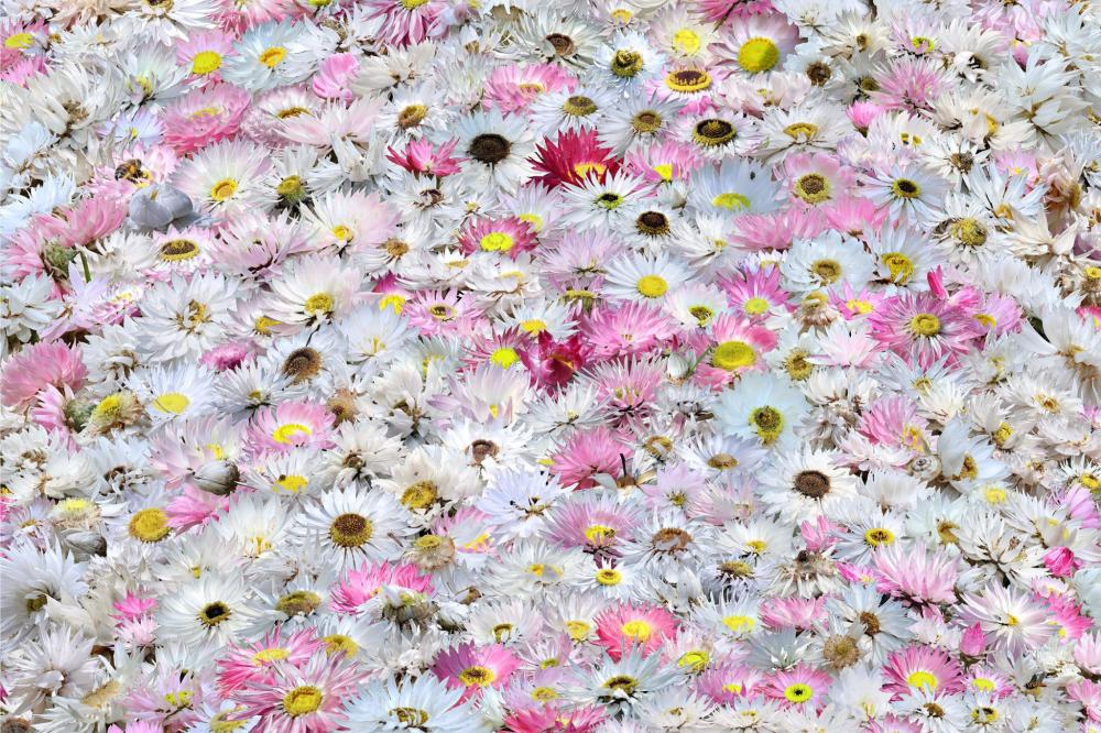 Rebecca Tunks Flower Collage Rebecca Tunks Flower Collage