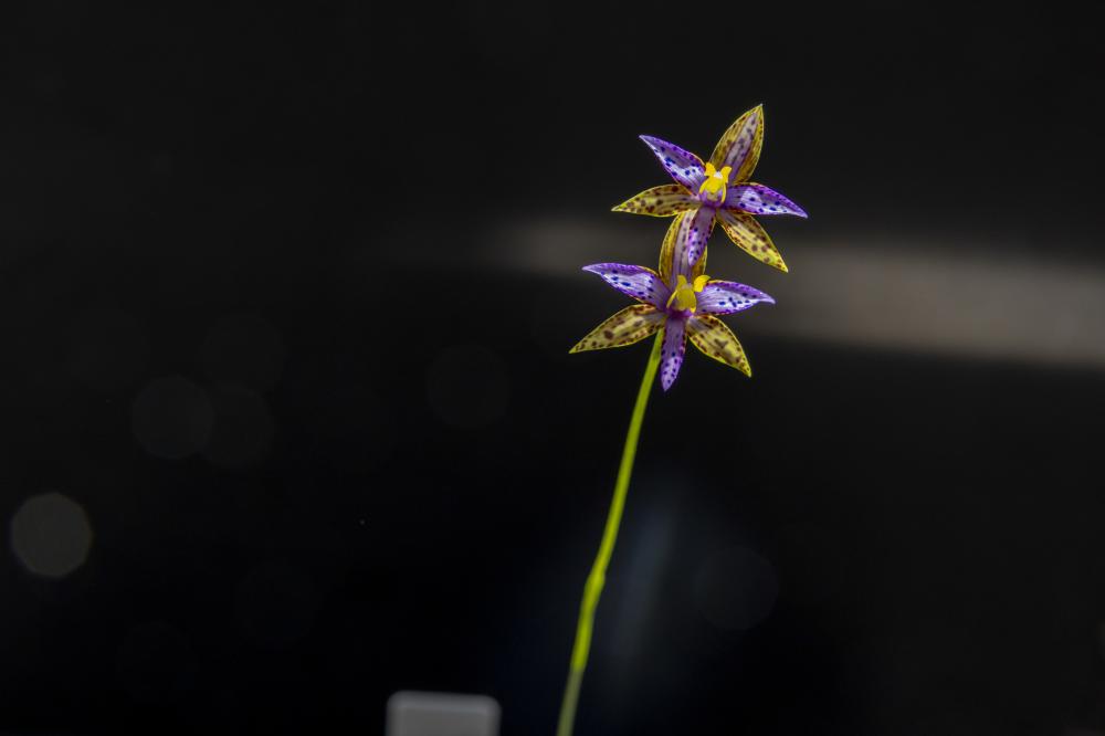 Queen of Sheba Orchid
