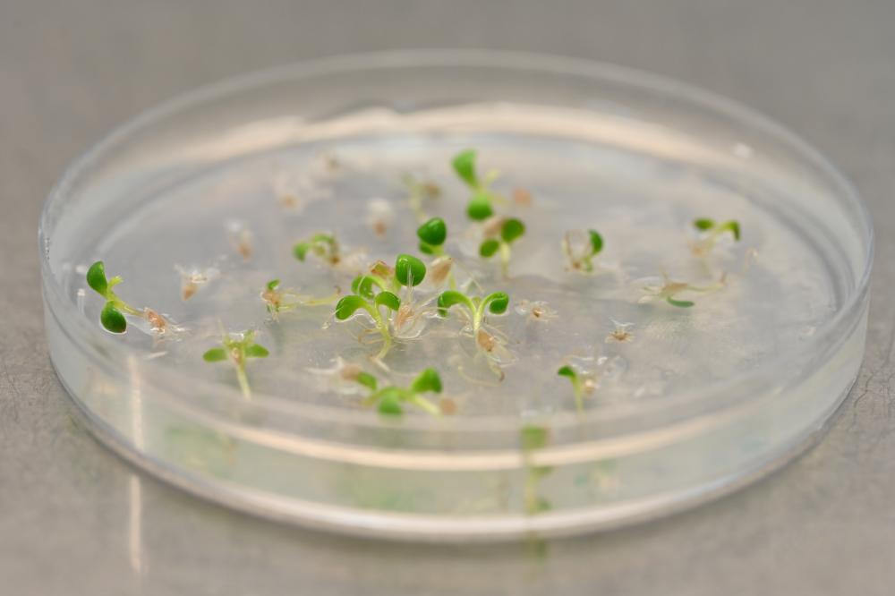seedlings in petri dish