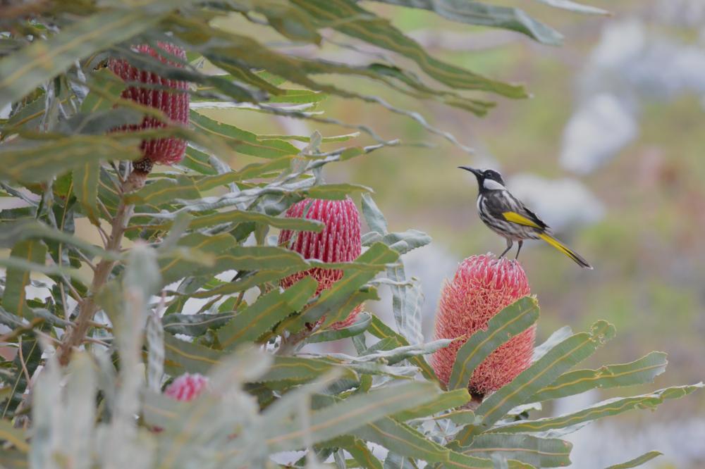 Food Chains of a Banksia Woodland Food Chains of a Banksia Woodland
