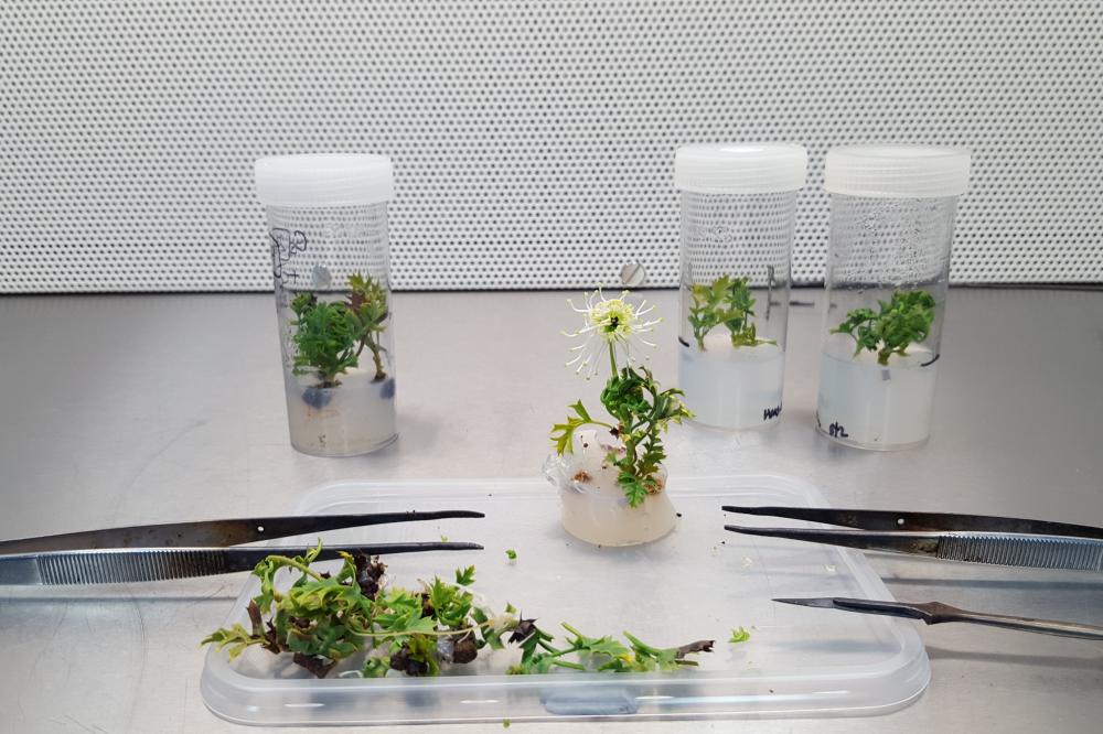 plants in agar