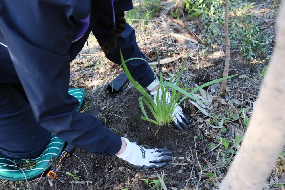 Resilient Landscapes