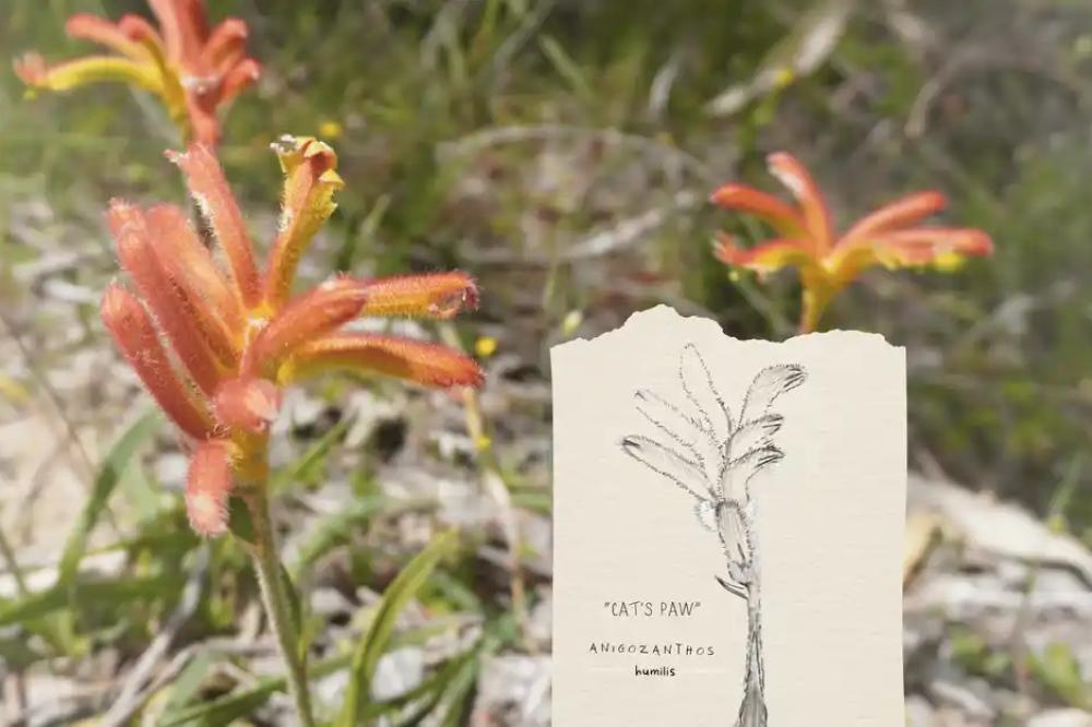 Nature Journalling Nature Journalling