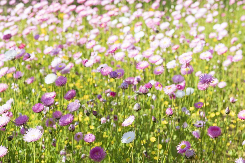 everlasting flowers