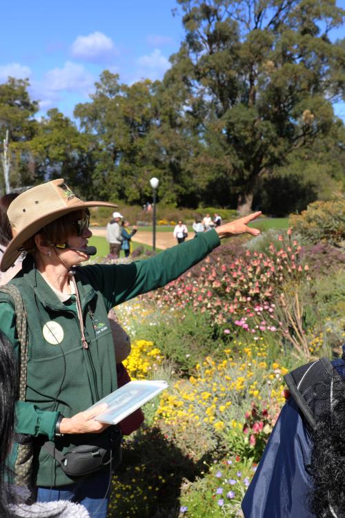 Daily guided walks