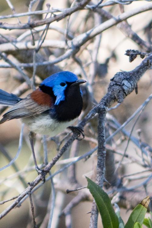 Blue fairy wren on a branch.