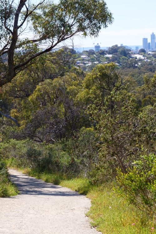 A walking track through trees and bushes with a view of the city.