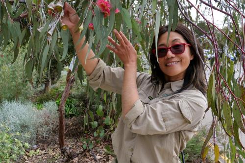 Horticulturist Meifang Zhao in front of a Silver Princess tree.