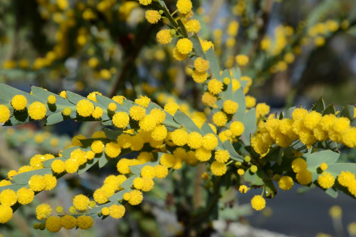 Yellow blooms of the Flat Wattle.