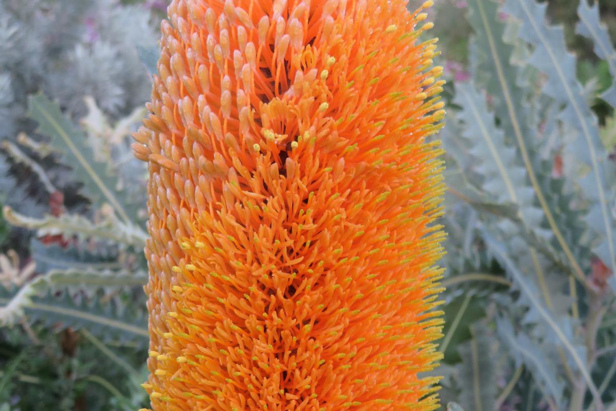 An Ashby’s Banksia orange flower spike.