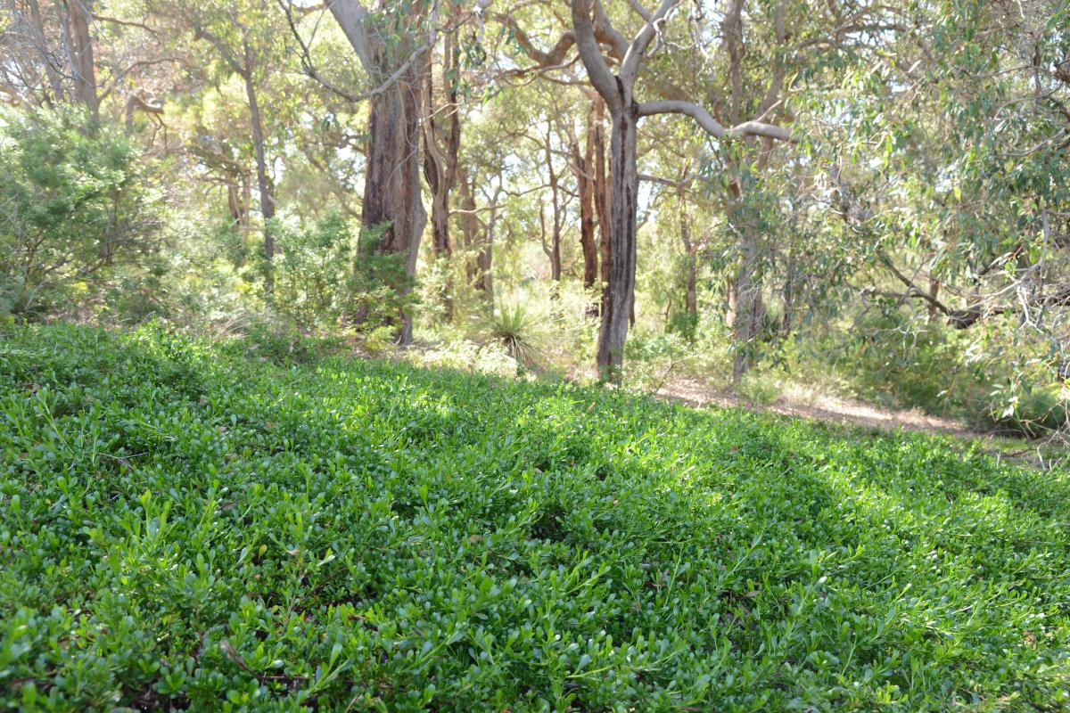 Dodonaea ceratocarpa spread widely across the ground in a bushland setting.