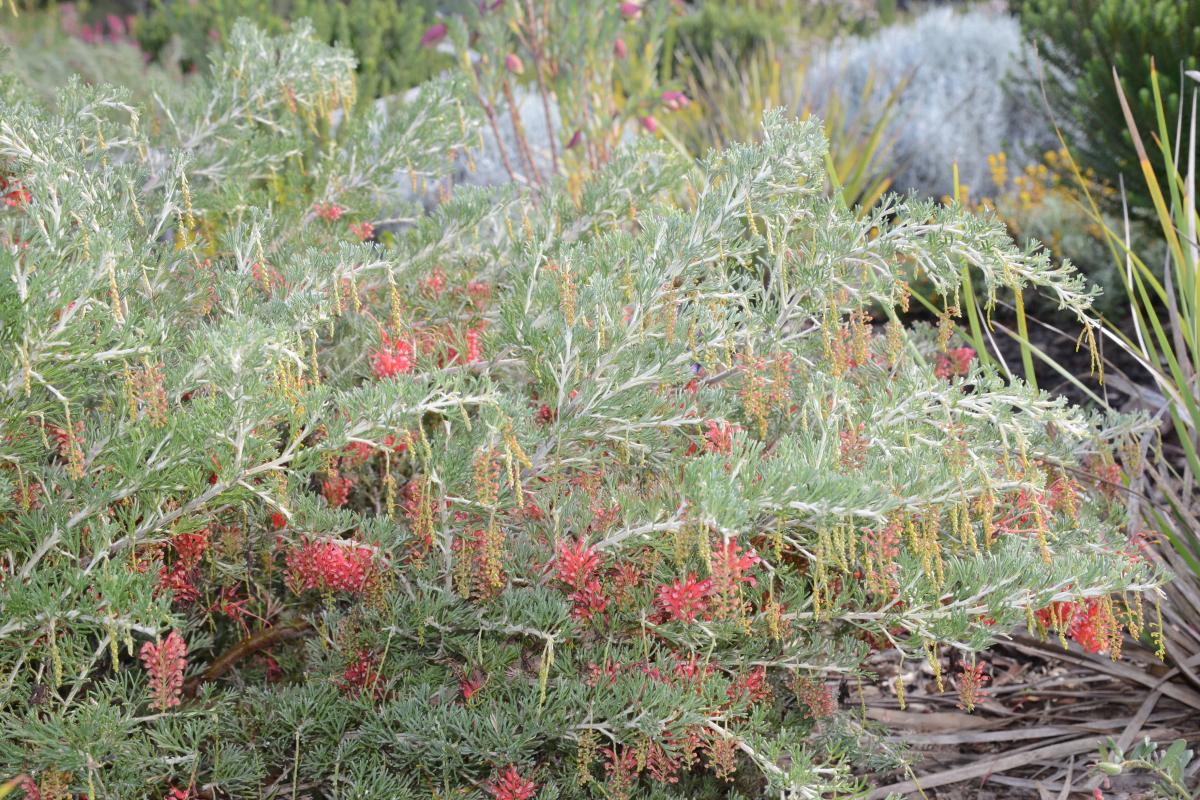 The Spider Net Grevillea shrub is covered in red flowers in autumn, winter and spring.