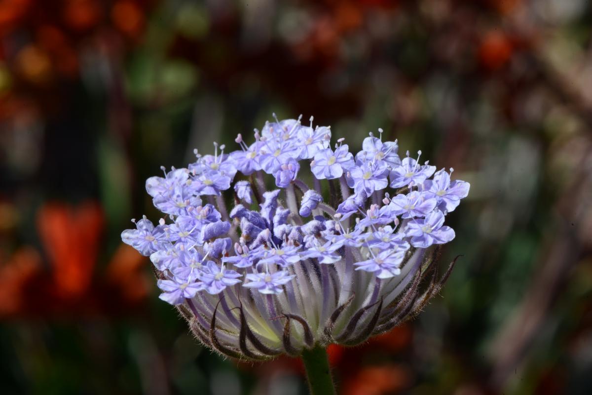 Close up of the tiny flowers making up a Blue Lace Flower head.
