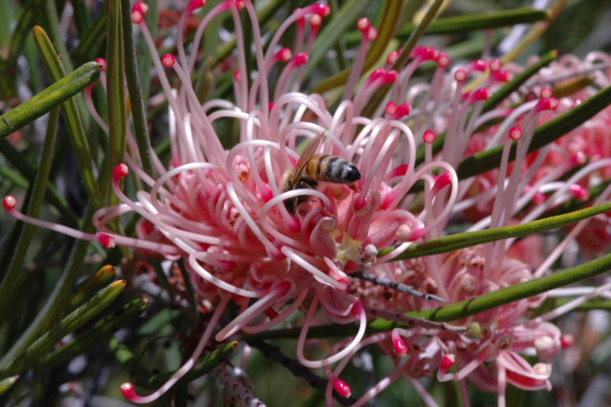 Aphrodite's Dream flower