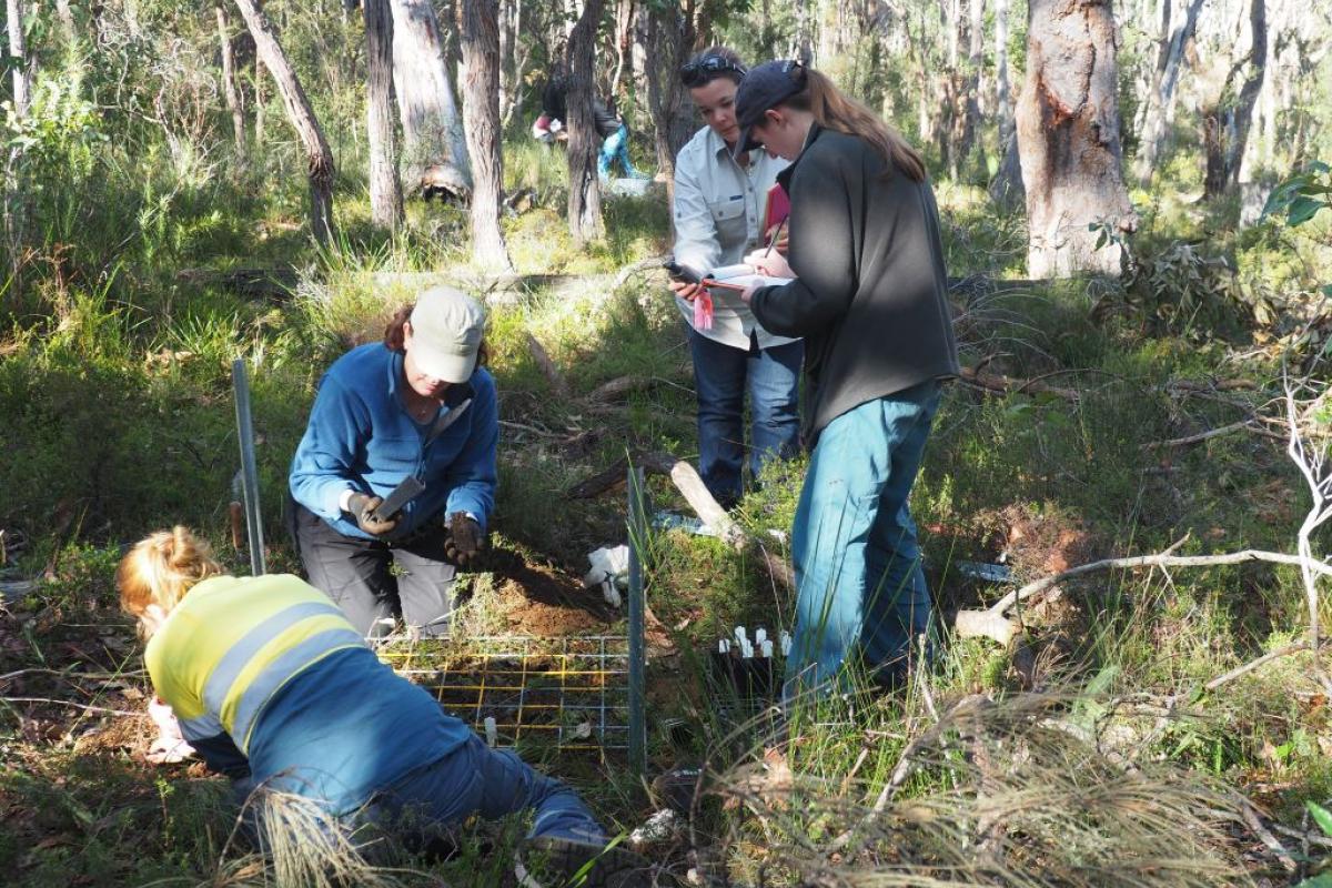Translocation of Critically Endangered Caladenia busselliana (Bussell’s Spider Orchid)