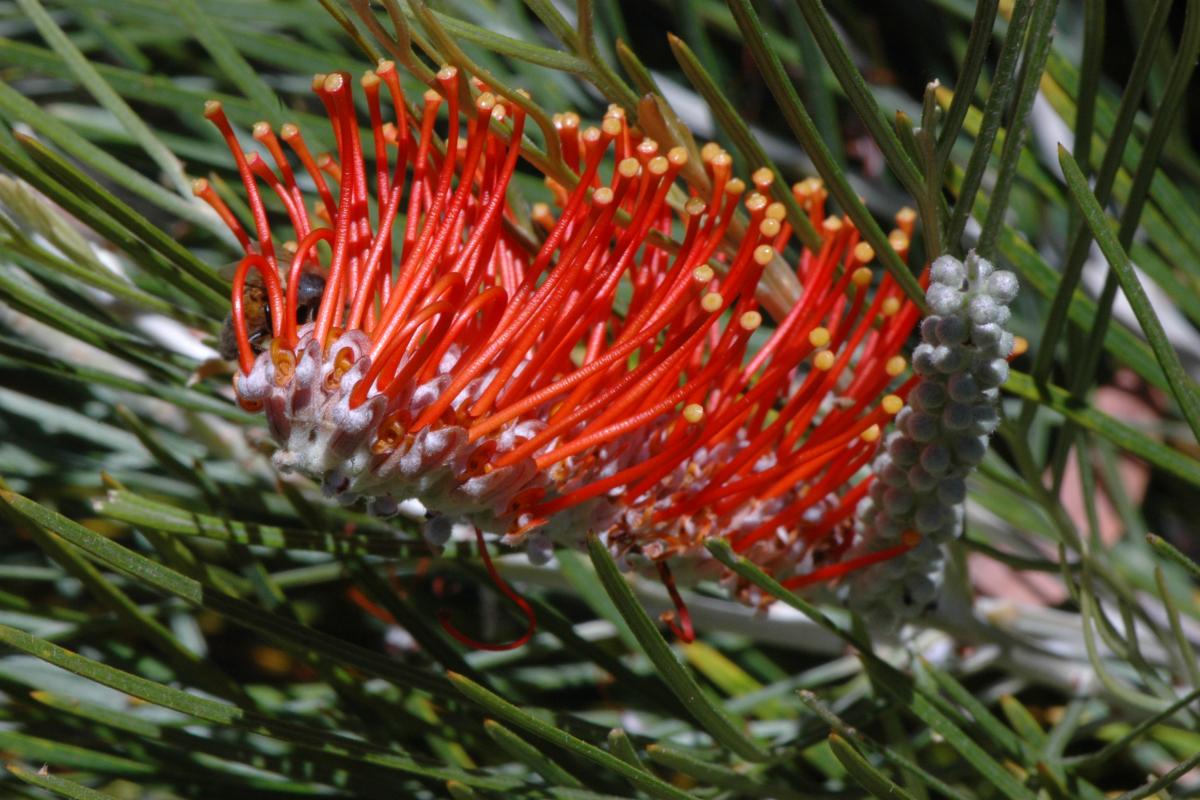 City Lights grevillea flower