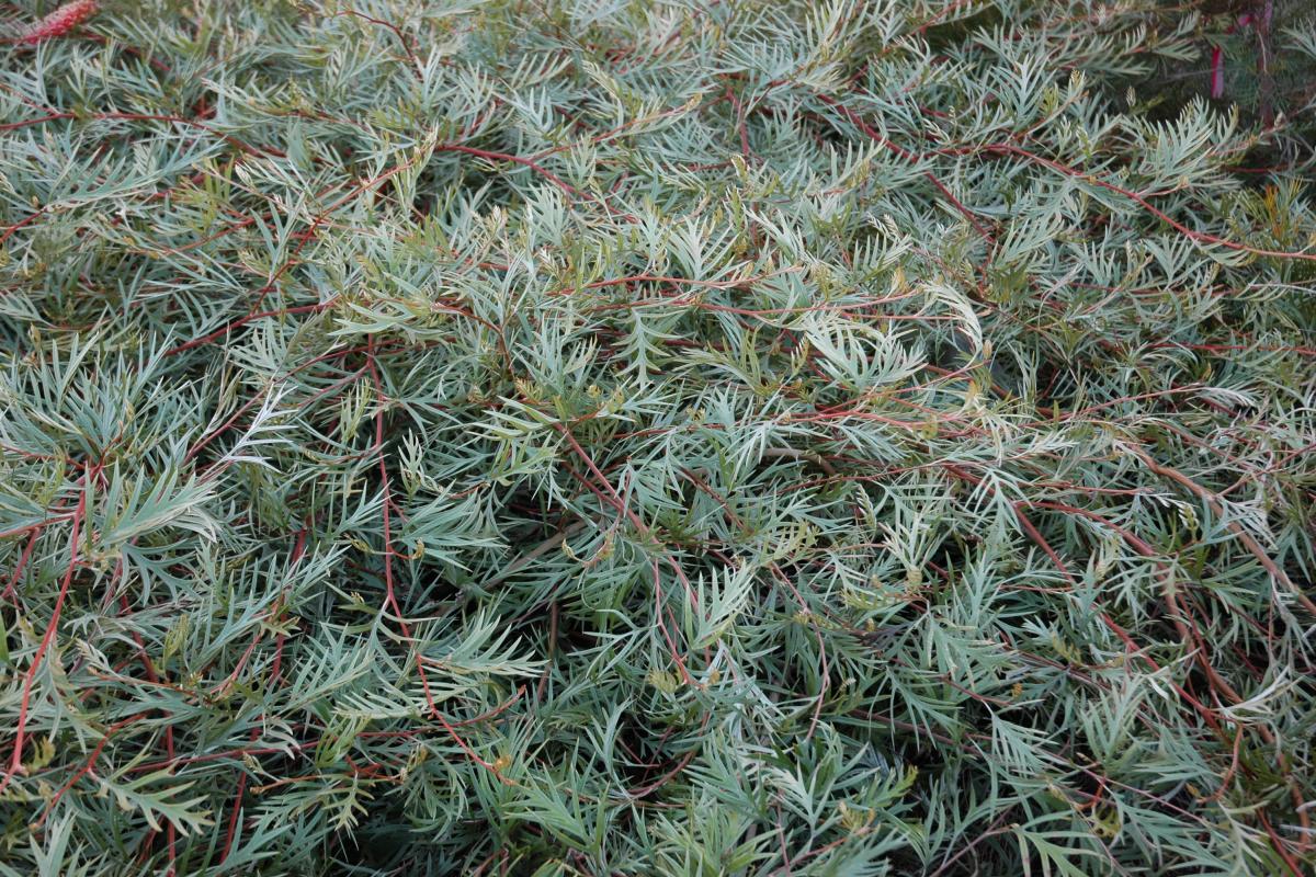 Coverall Grevillea