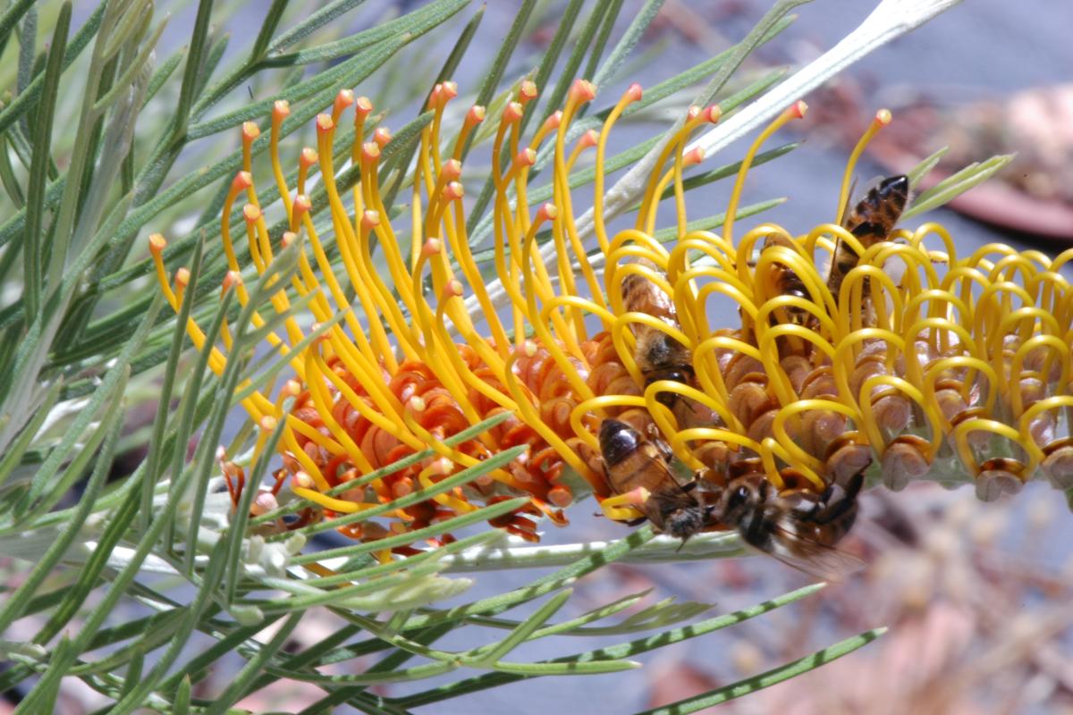 Honey Moon grevillea flower