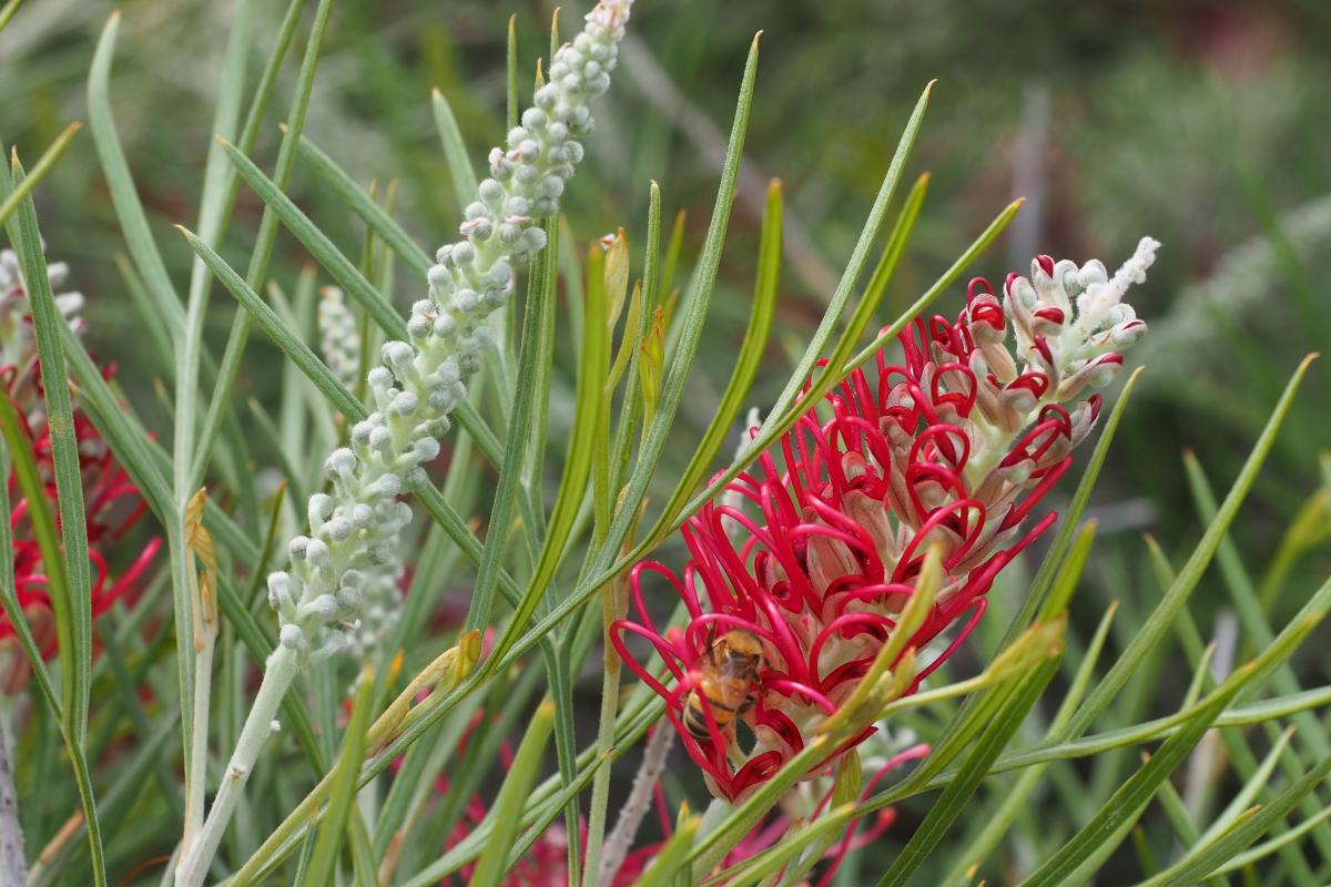 Karijini Moon grevillea flower