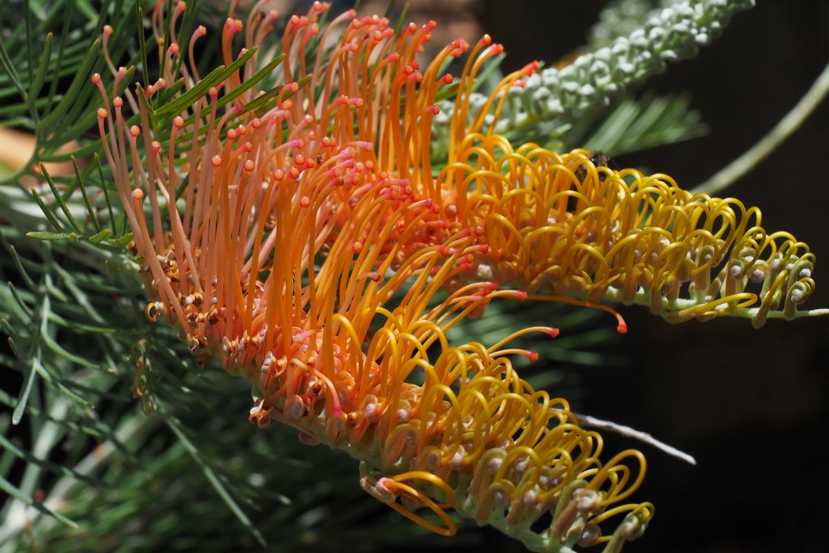 Kimberley Moon grevillea flowers