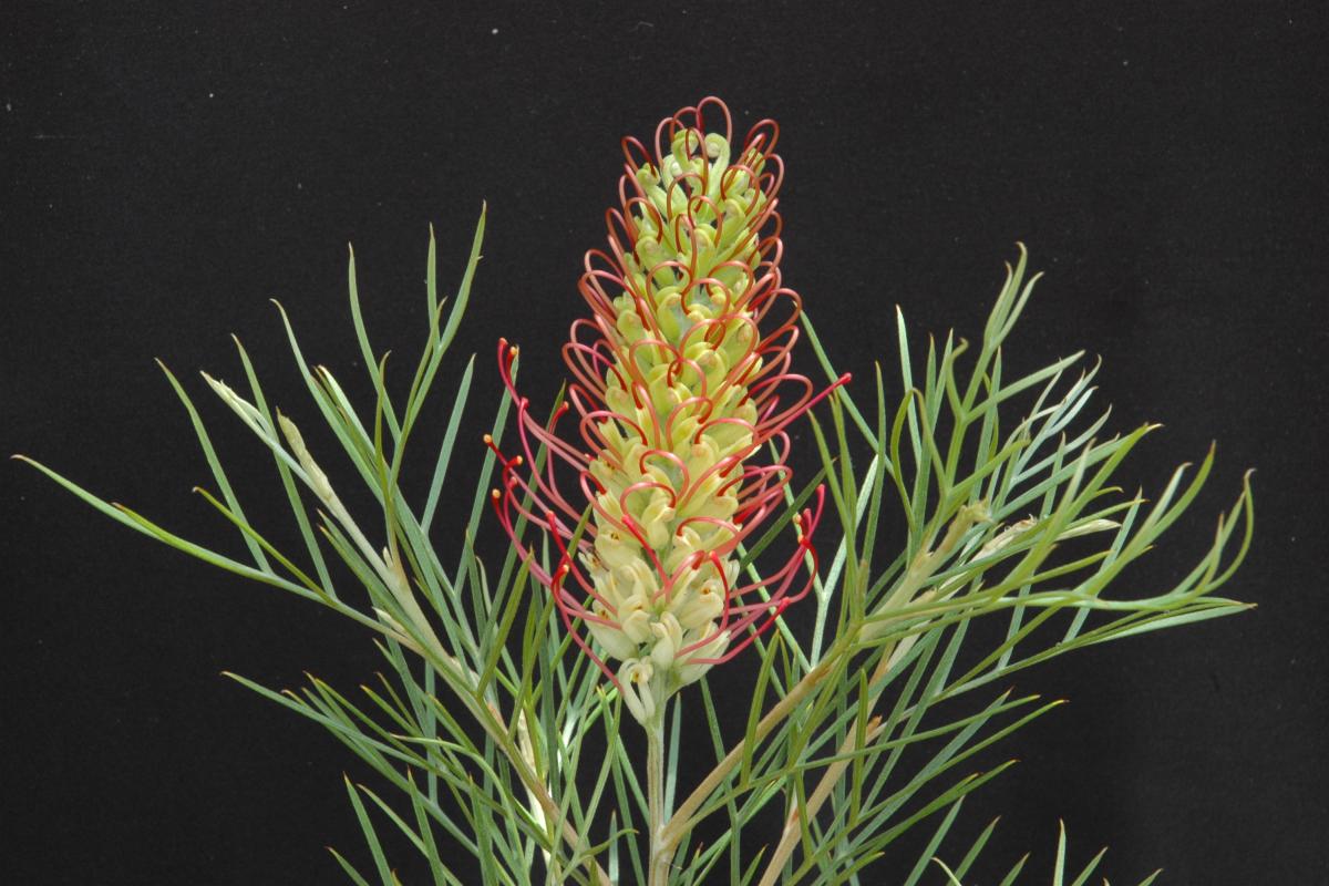 Outback Sunrise grevillea flower