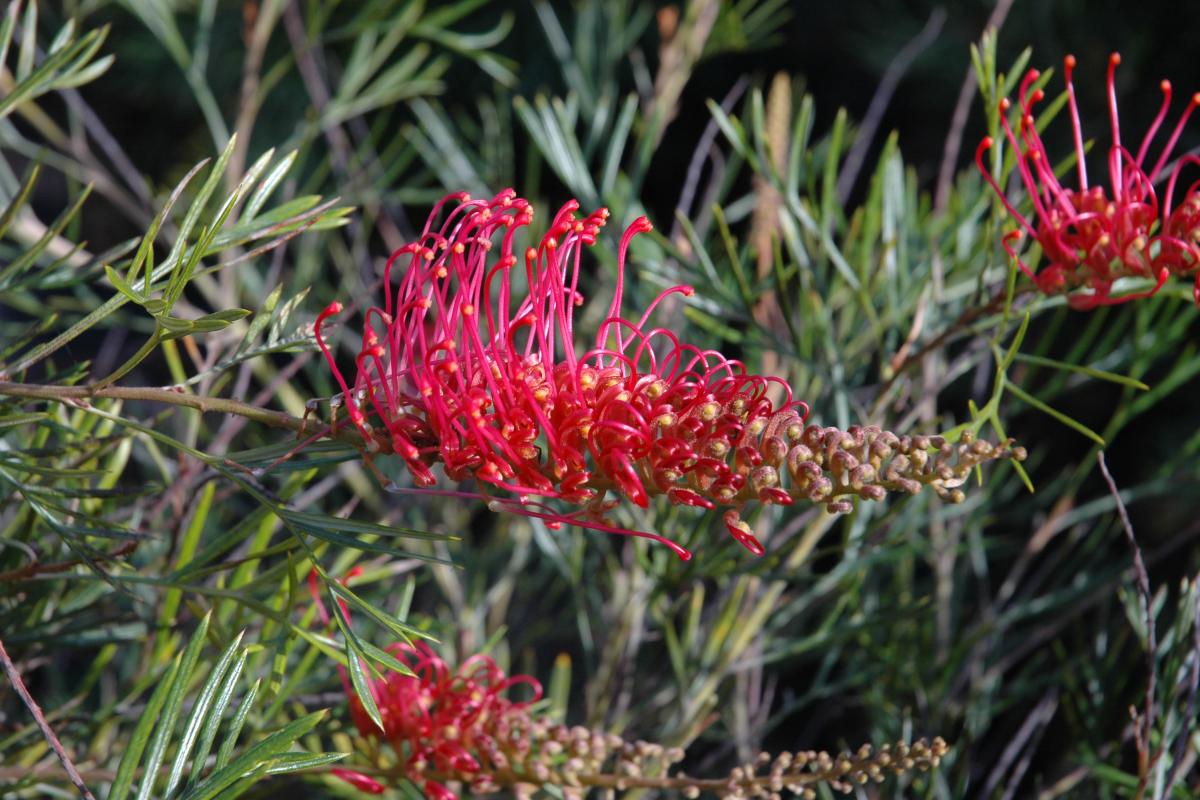 Raspberry Dream grevillea flower