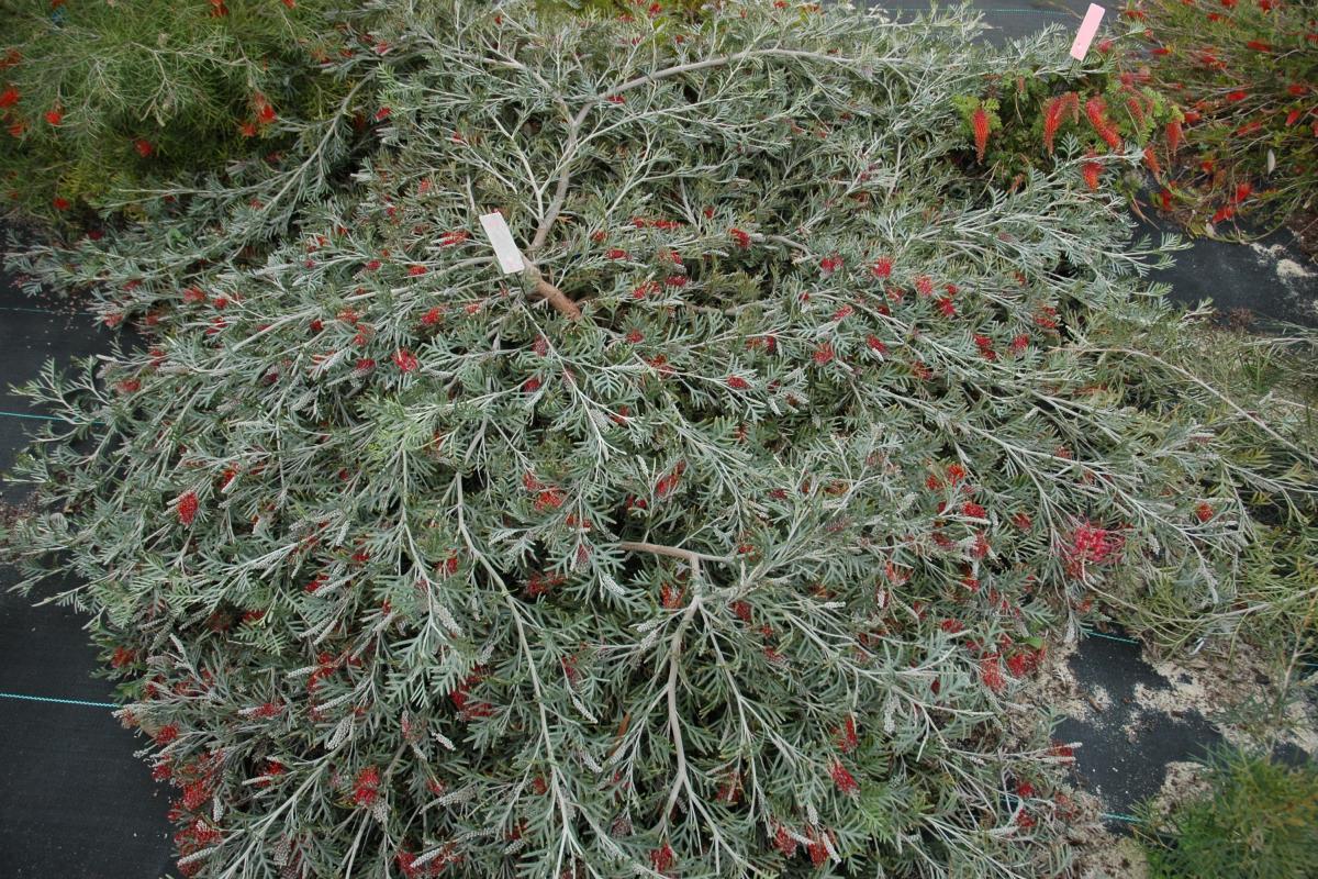 Red Coral grevillea bush