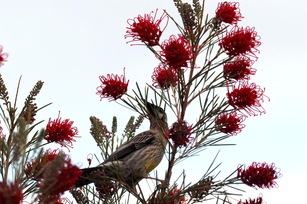 Ruby Dream grevillea with wattle bird