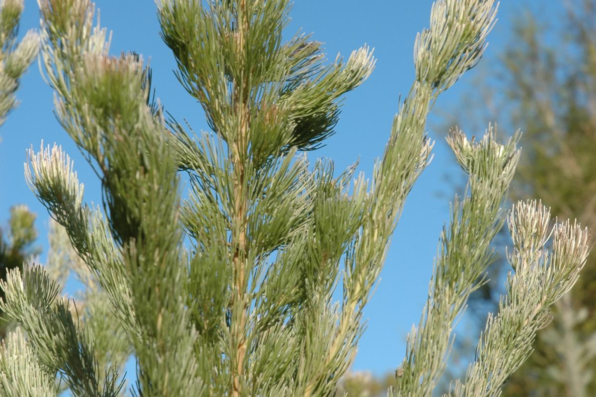 Adenanthos sericeus commonly known as the Woolly Bush