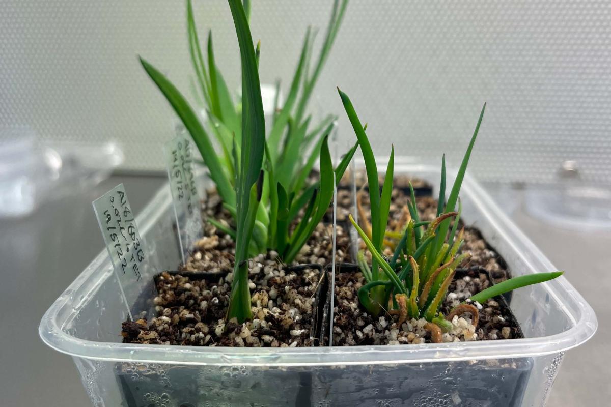 Anigozanthos growing in in-vitro soil.