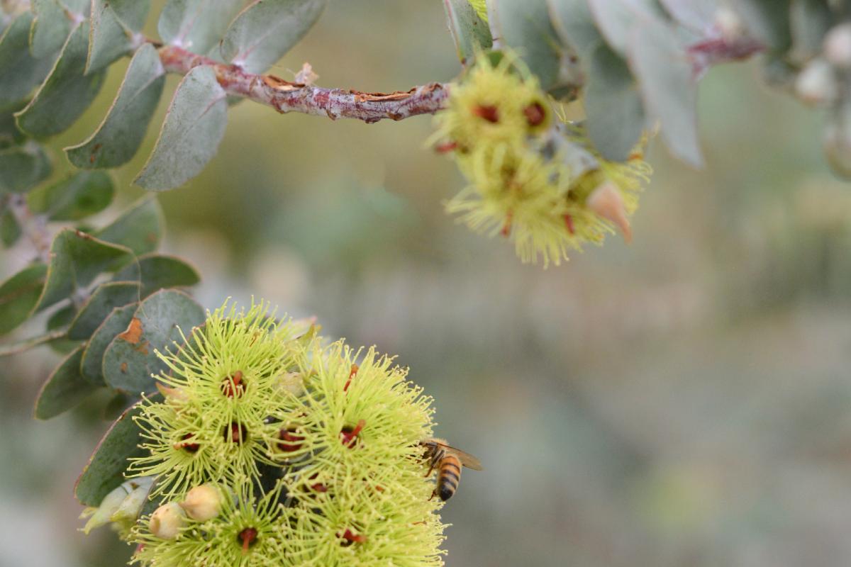 Eucalyptus kruseana commonly known as Bookleaf Mallee