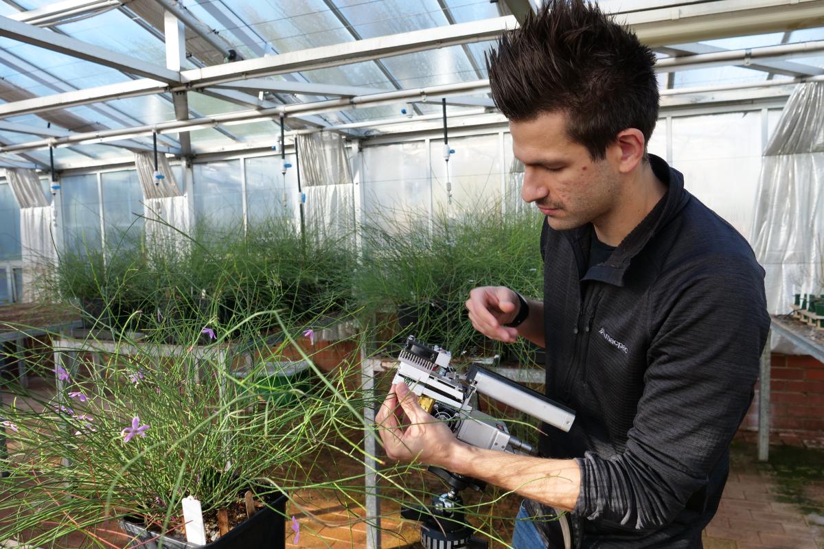 A Kings Park scientist measuring Tetratheca erubescens