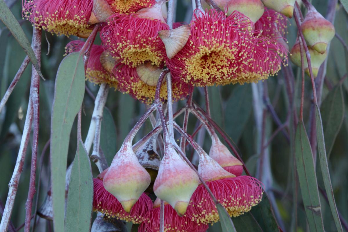 Eucalyptus caesia subsp magna commonly known as Silver Princess
