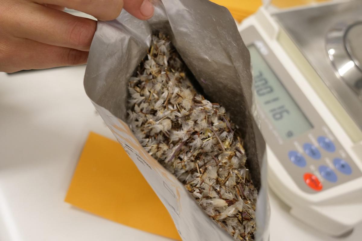 Everlasting seeds in an open bag.