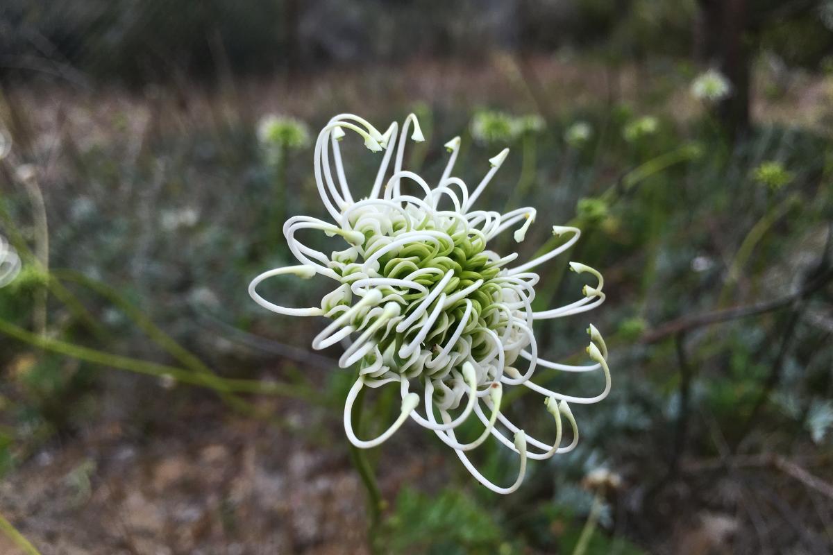 Grevillea scapigera flower