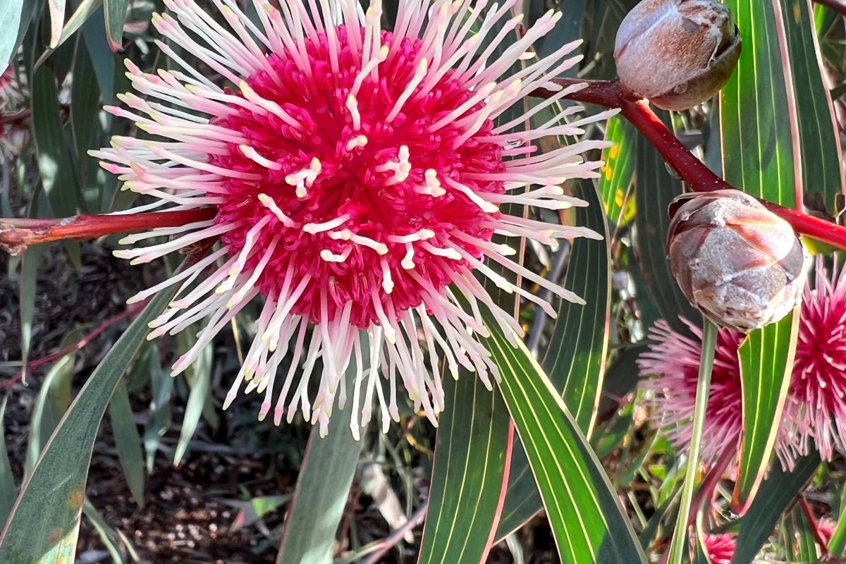 Hakea laurina commonly known as Pincushion Hakea