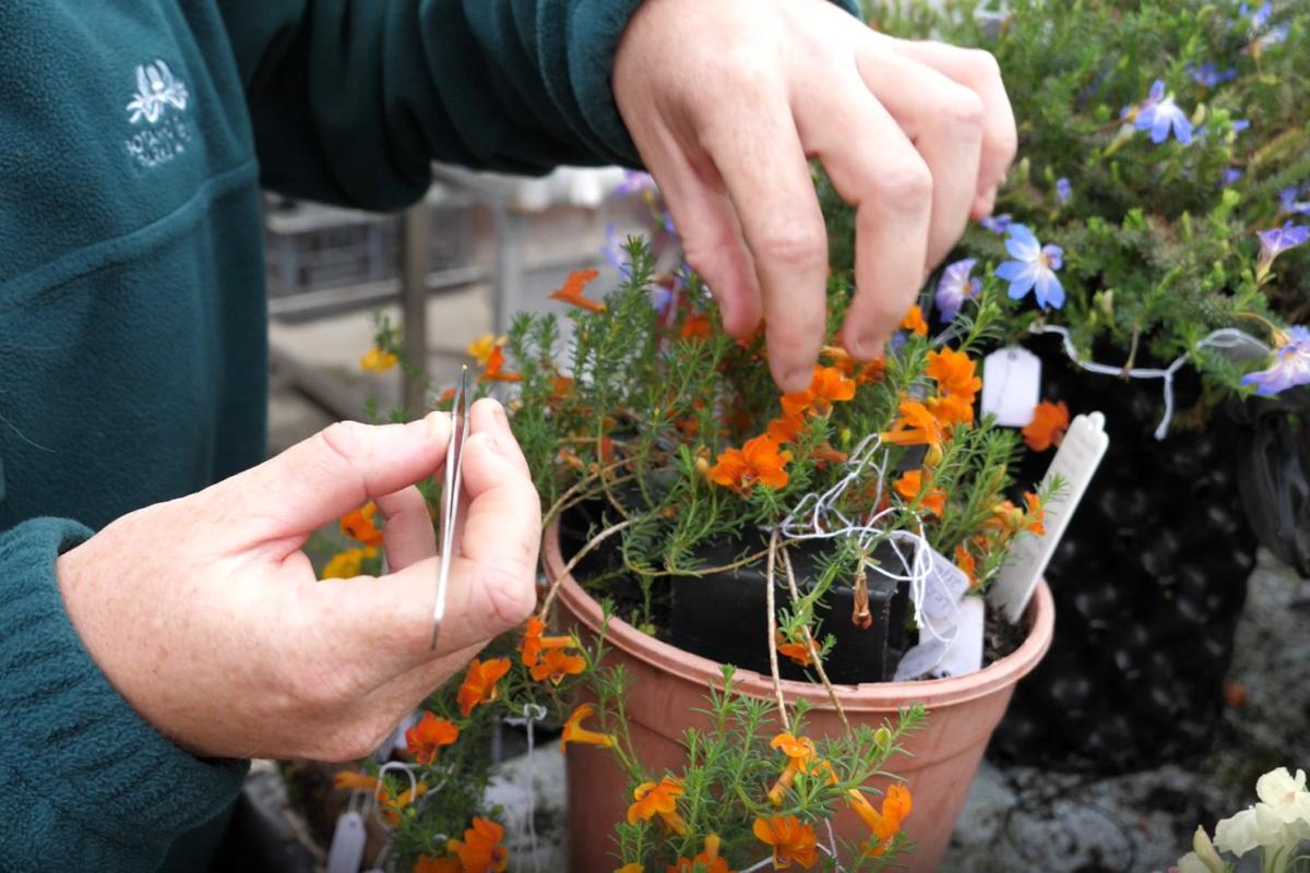 A woman cross-breeding leschenaultias.