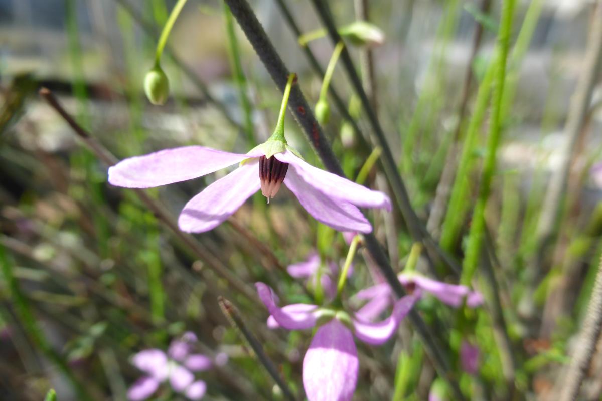 Tetratheca flower in bloom.