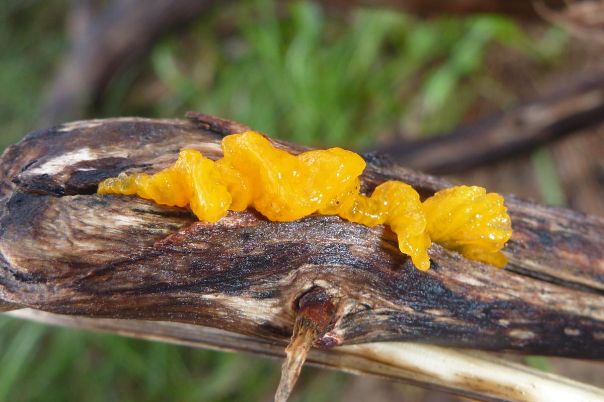 Yellow Brain Fungus on a tree branch.