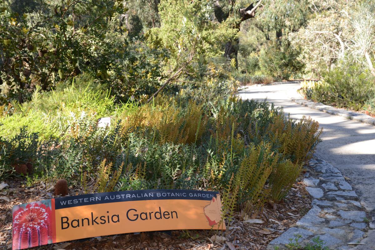 Banksia garden with path and signage