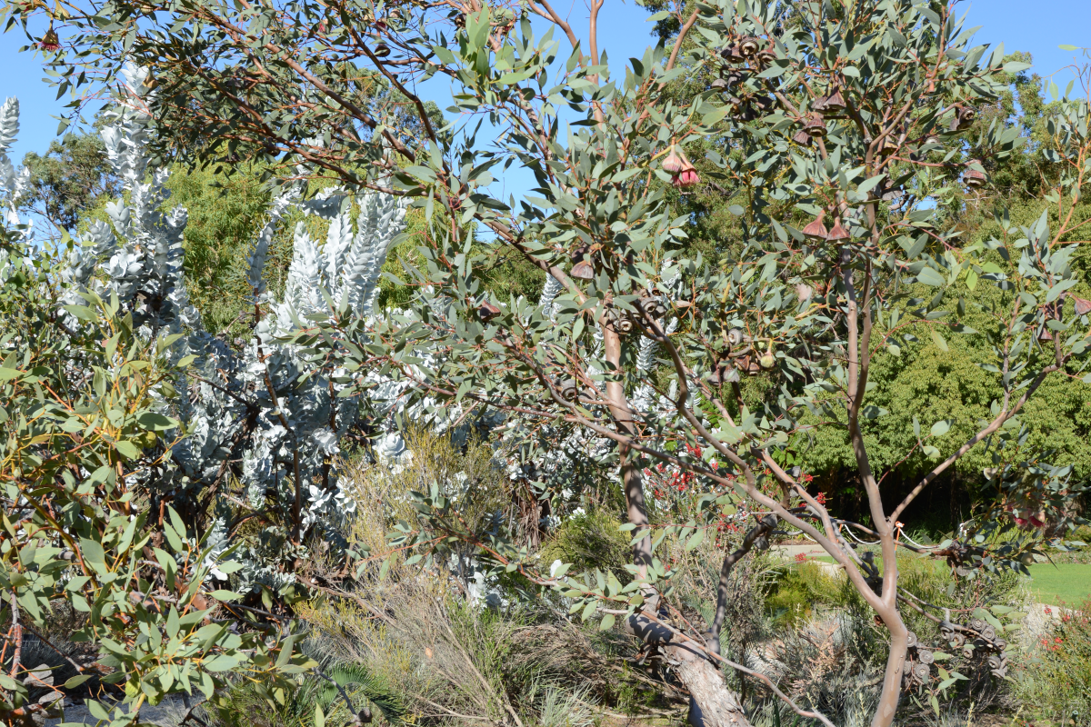 Eucalyptus pyriformis, commonly known as the pear fruited mallee