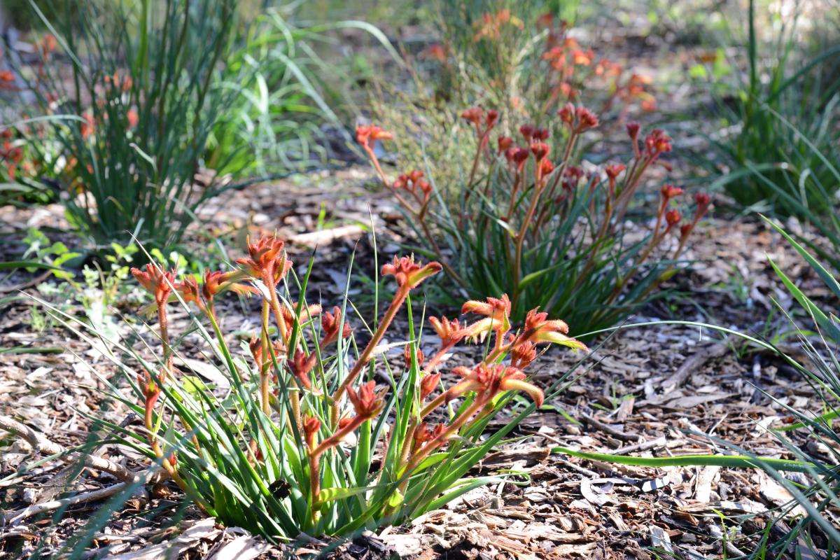 Stirling Range Garden bed