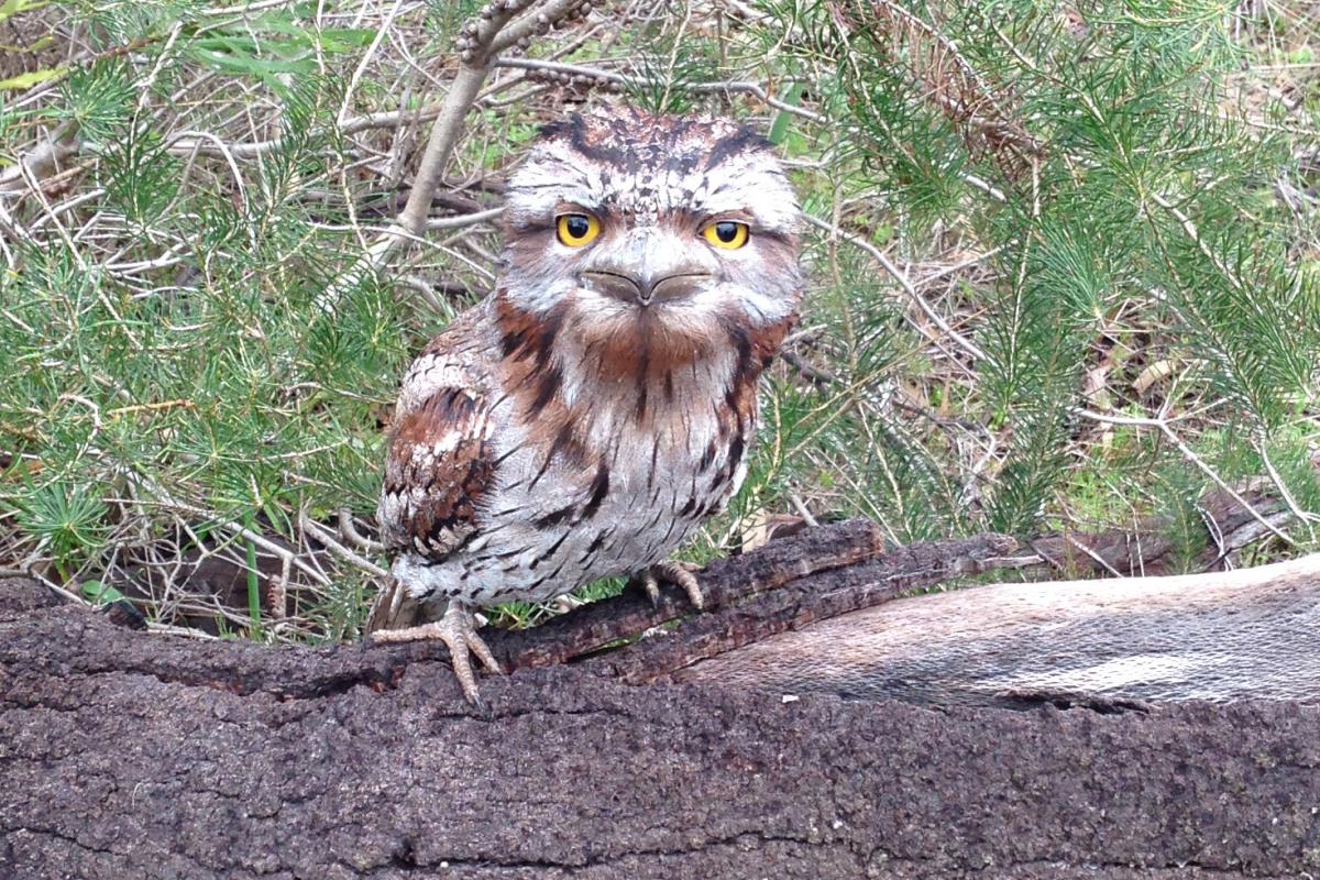 Owl facing the camera.