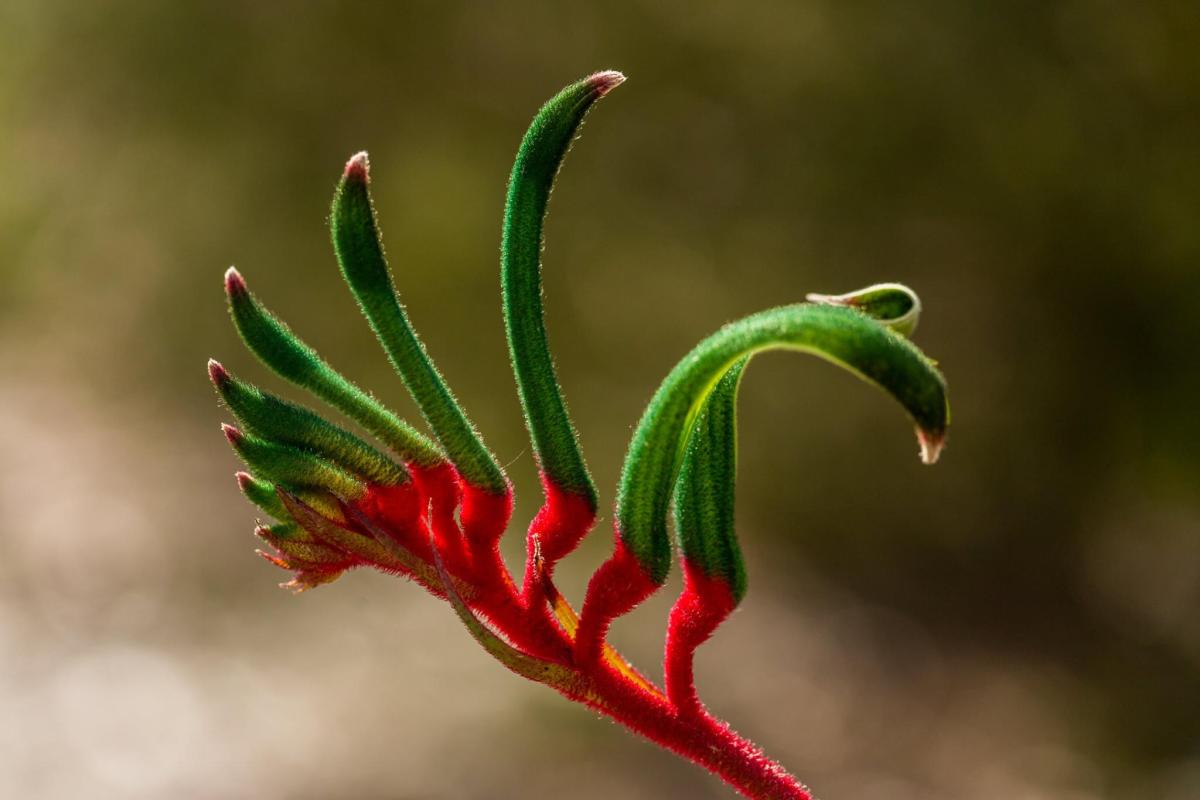 Red and green kangaroo paw