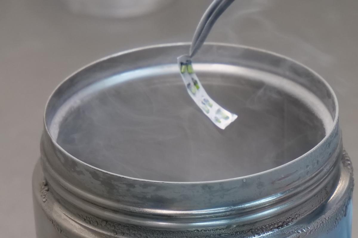 Freezing plant samples being removed from liquid nitrogen.