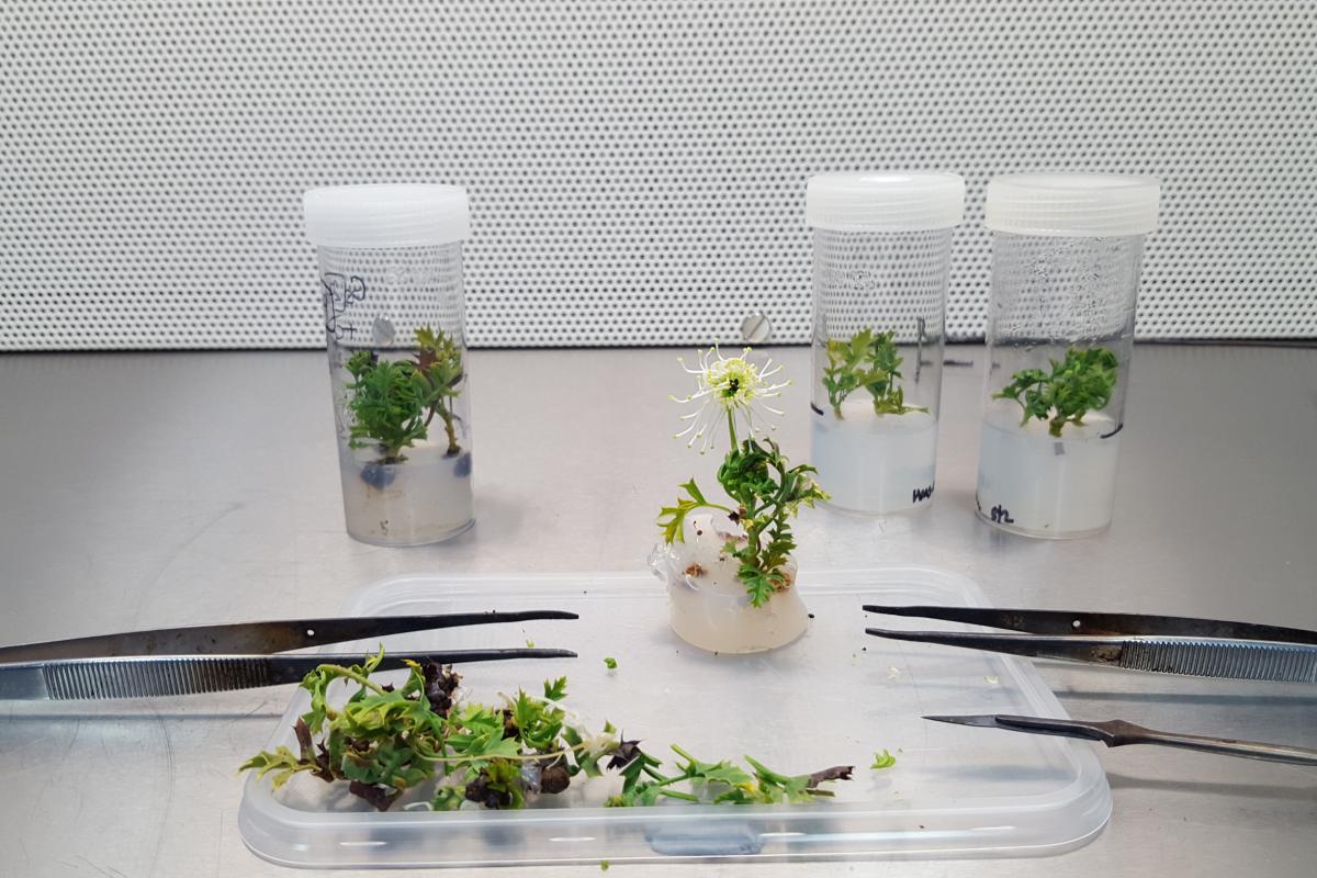 Grevillea scapigera, common name Corrigin Grevillea, growing in media in the Tissue Culture Lab