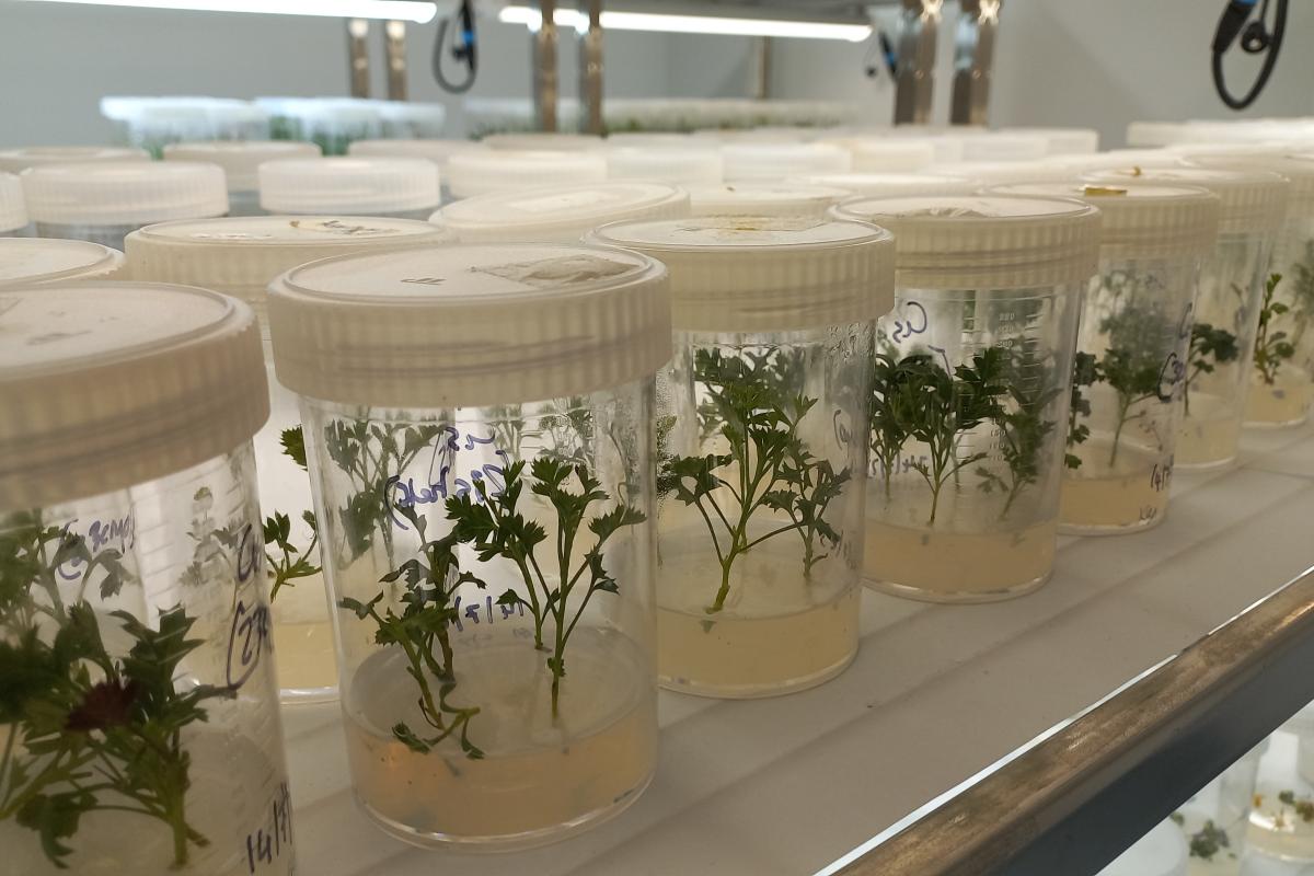 Grevilliea scapigera, commonly called Corrigin Grevillea, in Tissue Culture Media