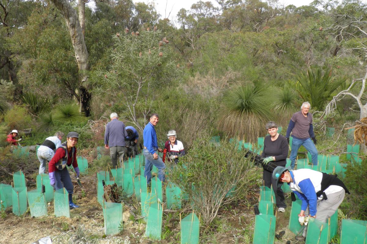 Volunteers planting in the bushland.