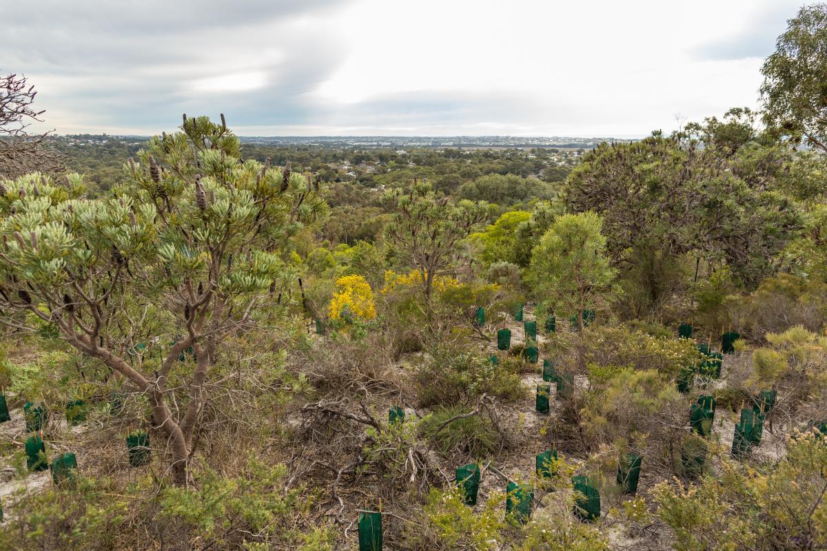 Greenstock planting in the bushland.