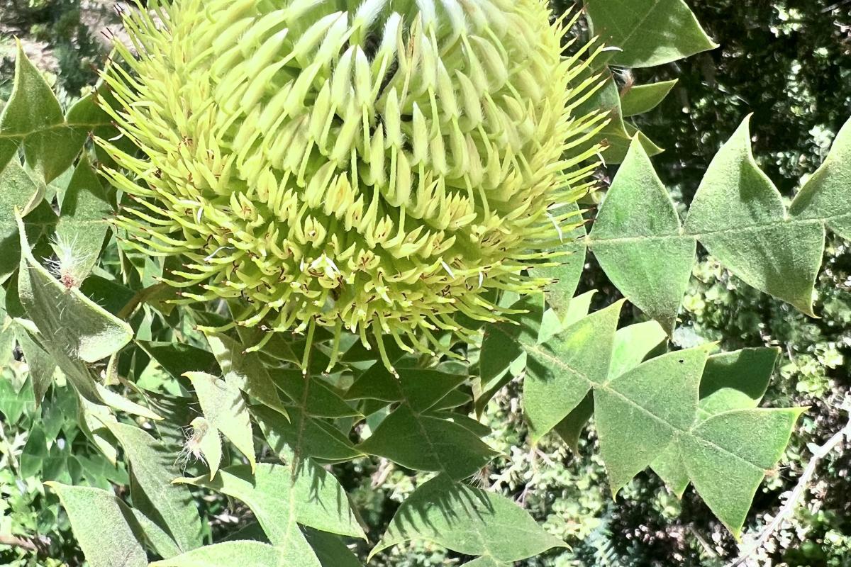 Banksia baxteri